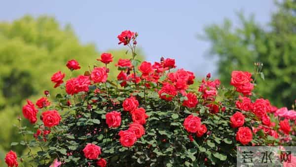 老人注意:这五句话,宁愿烂在肚子里也别对儿媳女婿说