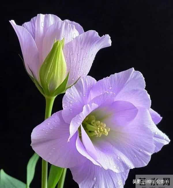 【情感爆文】转身回望来路时，才知生时为何哭