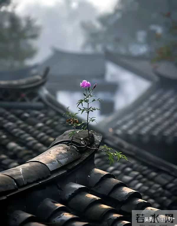 活出自己,是余生最清醒的成全