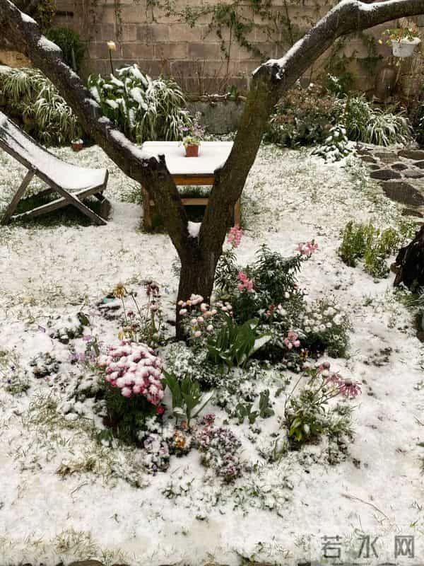 有个院子猫冬，是种幸福