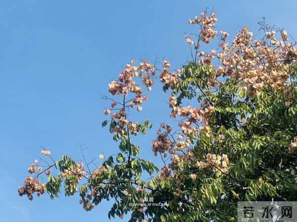 父母走后，兄弟姐妹关系再好，也要隐瞒这3件事，别不在意！