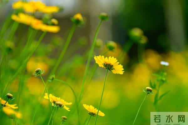 爱你，宛如初见，想你，梦绕魂牵