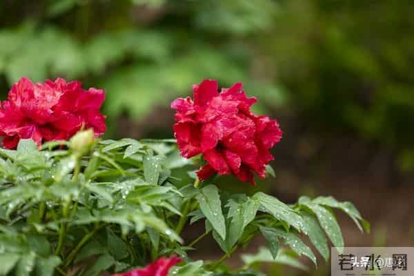 父母要告诉儿子，选女朋友不用想太复杂！认准几点，日子就安稳！