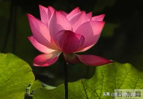 两性相处,中年女人最爱听的8句“心动话”,说对了感情更甜蜜