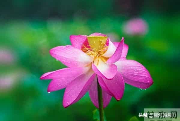 风水界不传之秘：这5条“人性铁律”，才是一个人改命的根本