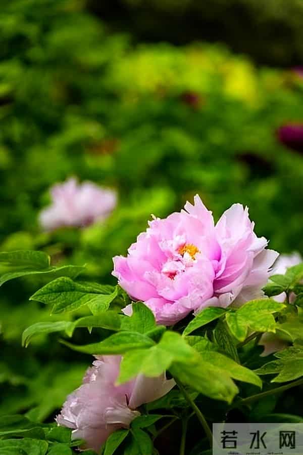 异性之间！这三个默许，就是相互喜欢