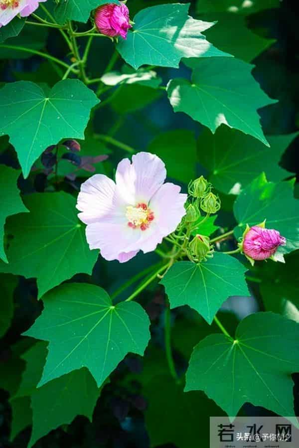 人过半生才悟：沉默不是寡言，是刻在骨子里的清醒