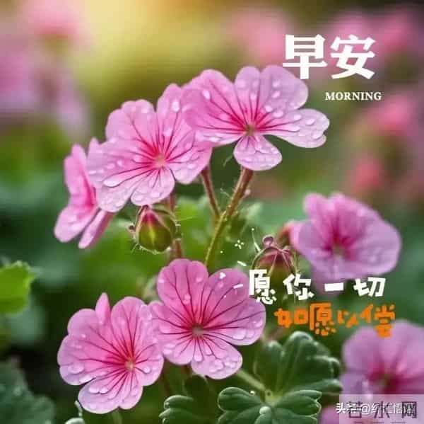 早安!愿这清晨的第一声问候,像一杯温热的牛奶,温暖你的心田