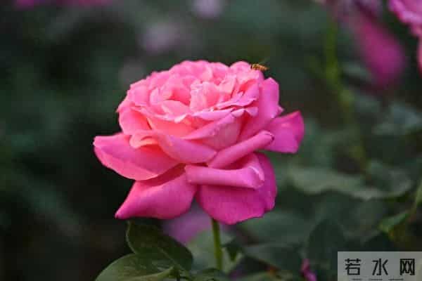 老人注意:这五句话,宁愿烂在肚子里也别对儿媳女婿说