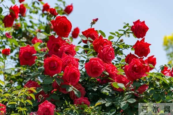 老人注意：这五句话，宁愿烂在肚子里也别对儿媳女婿说