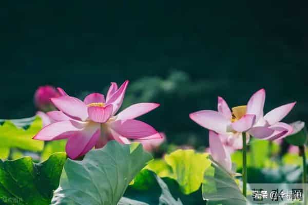 注意了!恭喜你,近期鸿运当头,喜事接连上门!