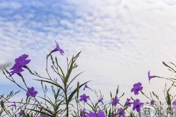 越是成熟的男人，越容易爱上“中年女人”：原因只有一个，很准