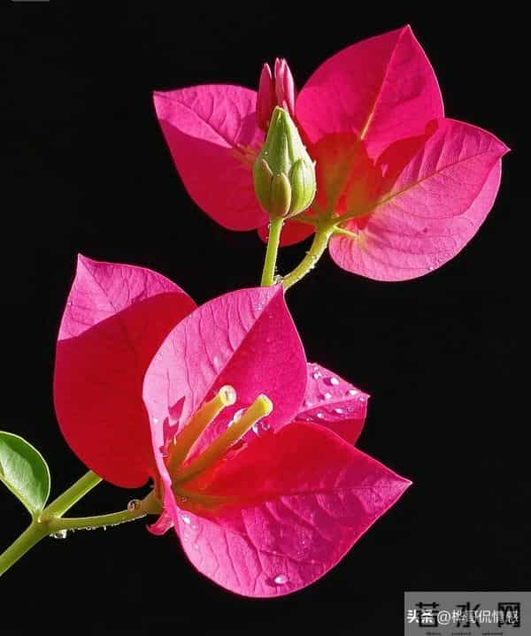 【情感爆文】转身回望来路时，才知生时为何哭