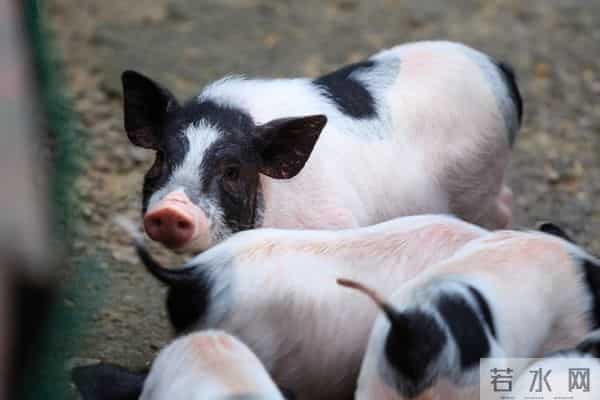 生肖猪注意!宠你的人,不会一直在原地等你的!