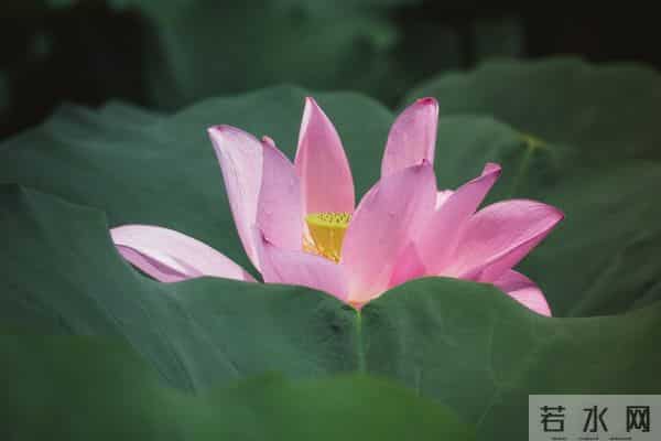 最好色的四大星座 表面正人君子,私下反差超大