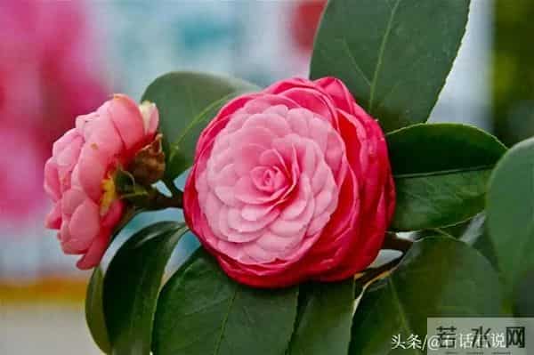 做亲家之前,撕破脸皮也要问清对方3件事,这不叫势力,是真聪明