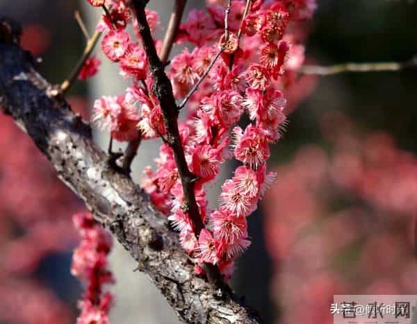 两性关系，惊人发现，60岁与异性靠近，根本不是桃花运，而是这