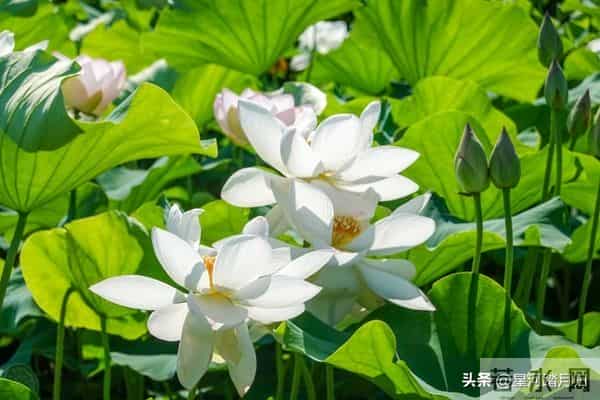 风水界不传之秘：这5条“人性铁律”，才是一个人改命的根本