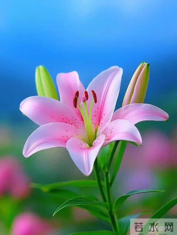 明天的你越来越好，越来越顺，赶紧签收属于你的好运