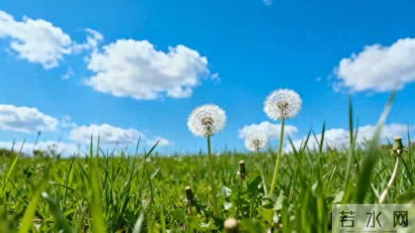 真正毁掉一个家庭的,不是妻子太强势,而是丈夫太“老实”