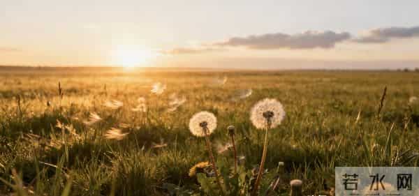 心若向阳,日子自亮:低成本富养心态,把平凡过成诗