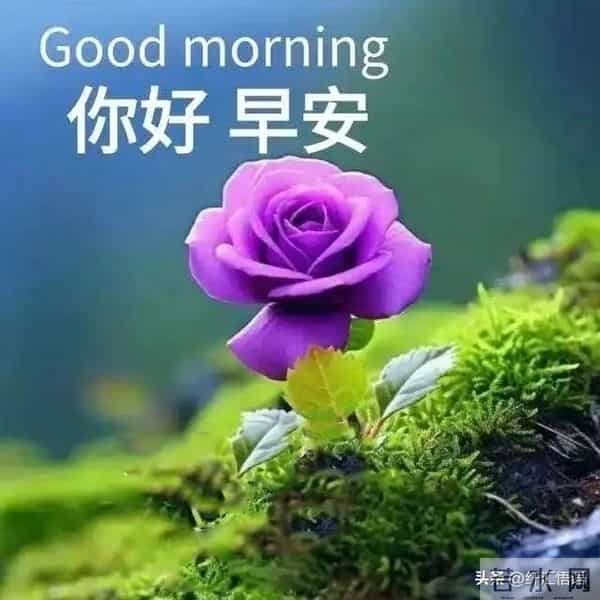 早安!愿这清晨的第一声问候,像一杯温热的牛奶,温暖你的心田
