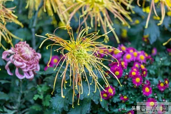 落进生活里的砂石终究会被挑拣丢弃,铅华不可弃,否极泰来度余生