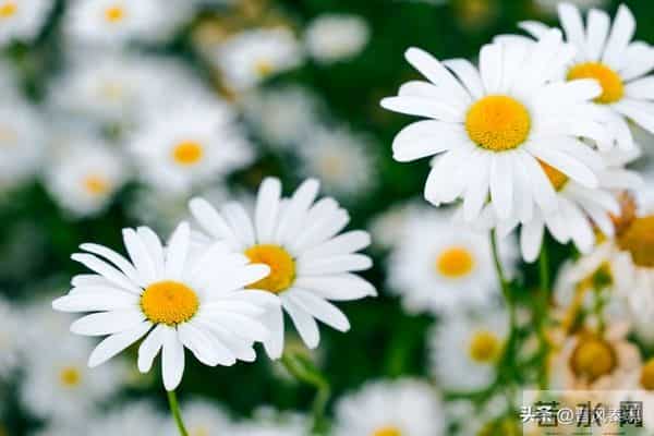 最舒服的两性关系：不是夫妻，却胜似夫妻