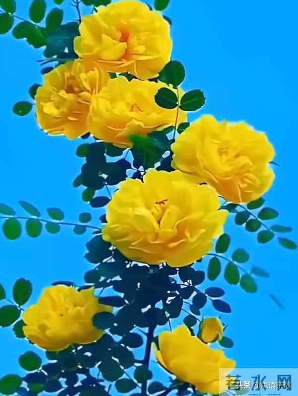 情感:女人真正爱你入骨的,才愿意对你暴露这两个隐私