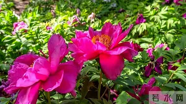 异性之间！这三个默许，就是相互喜欢