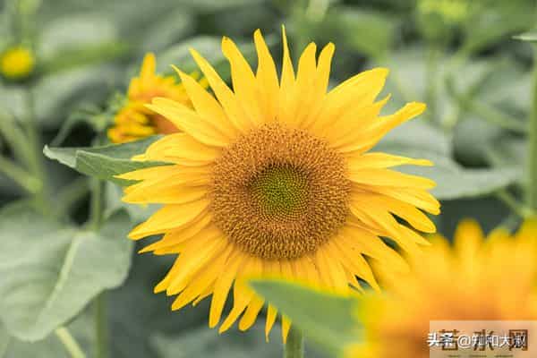 一个女人，最通透的活法：4个字