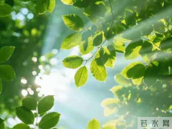 散文，在时间的沙谟里，你是唯一的绿洲