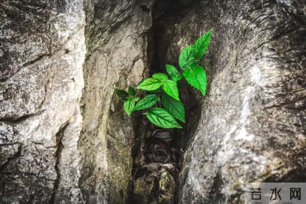 假装平庸，隐藏精明的星座：羽衣常带烟霞色，不惹人间桃李花