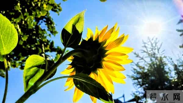 进入小雪,寒意更浓,带着冬日的从容与坚定,踏霜而行,向阳而生