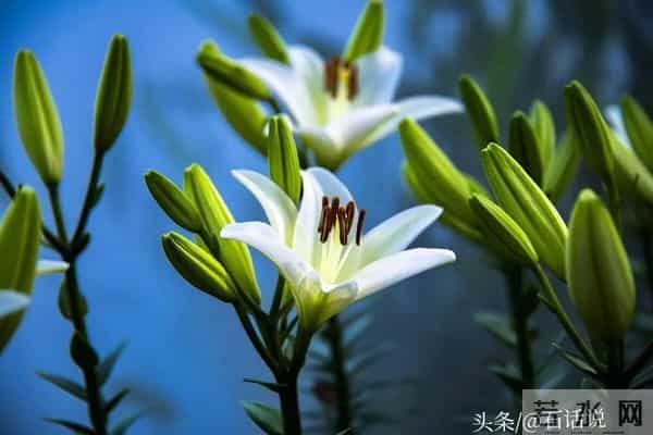 做亲家之前,撕破脸皮也要问清对方3件事,这不叫势力,是真聪明