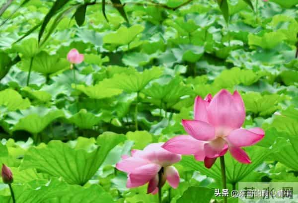 两性相处,中年女人最爱听的8句“心动话”,说对了感情更甜蜜