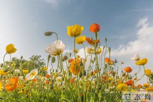 最舒服的两性关系：不是夫妻，却胜似夫妻