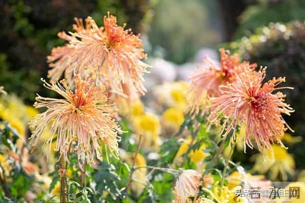 落进生活里的砂石终究会被挑拣丢弃,铅华不可弃,否极泰来度余生