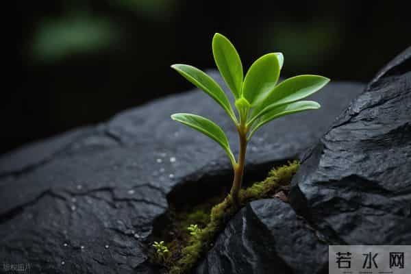 假装平庸，隐藏精明的星座：羽衣常带烟霞色，不惹人间桃李花