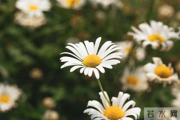 男人若是爱上了一个中年女人，他的反应，其实会是这样的，很真实