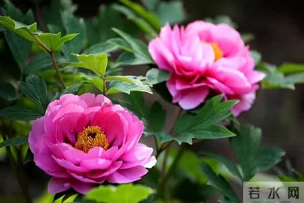 异性之间！这三个默许，就是相互喜欢