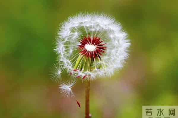 真正毁掉一个家庭的,不是妻子太强势,而是丈夫太“老实”