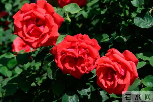 老人注意：这五句话，宁愿烂在肚子里也别对儿媳女婿说