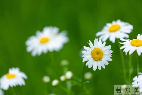 爱你，宛如初见，想你，梦绕魂牵