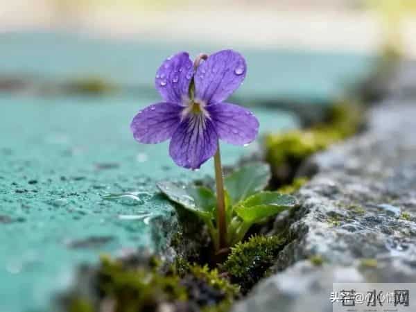 过了60岁才明白：女人找老伴，图的不是钱，不是人，而是一扇门