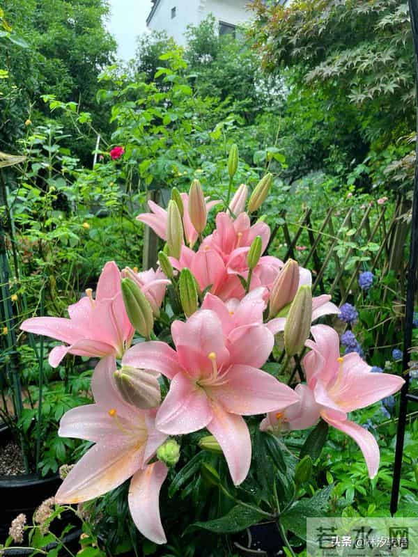 已婚女人一旦有了别的男人，不会拒绝丈夫亲近，却会有2个表现