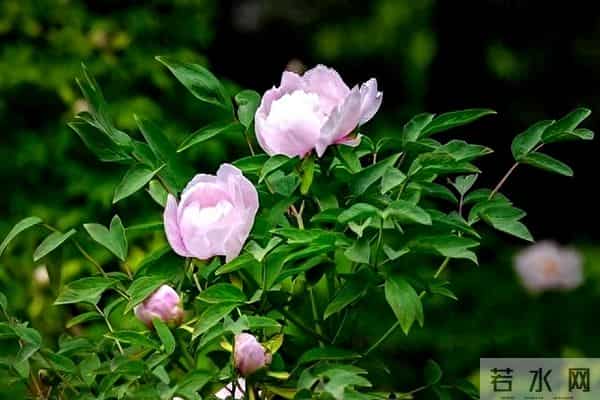 异性之间！这三个默许，就是相互喜欢