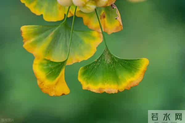 岁月忽晚,浅冬微凉,几度闲愁煮相思,一世繁华落红颜