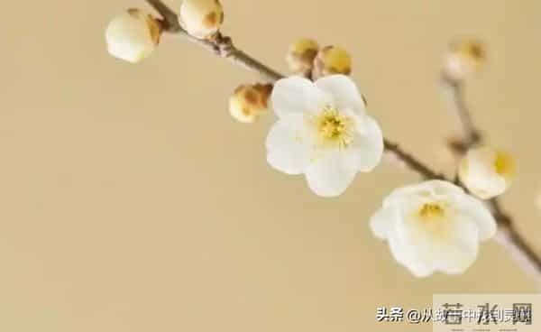 总有一个人，是你命中注定的情劫