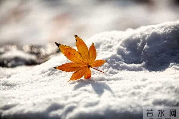 进入小雪,寒意更浓,带着冬日的从容与坚定,踏霜而行,向阳而生